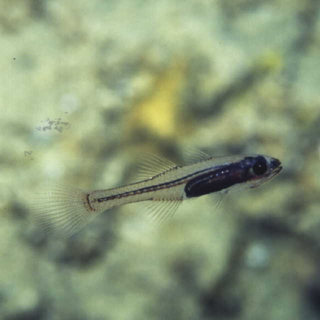 Pseudamiops gracilicauda